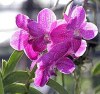 Thai-Orchids