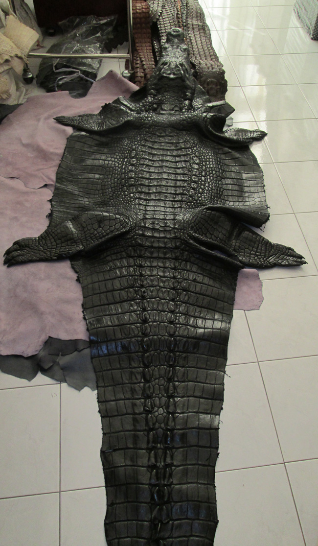 большая черная шкура сиамского крокодила с головой