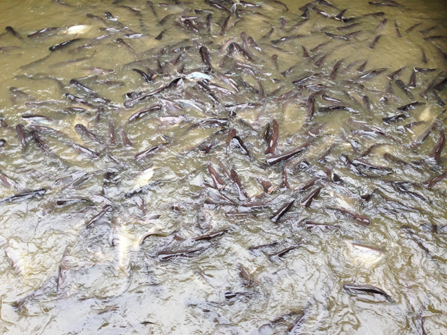 обилие рыбы в прикормленных местах в реке Чаупрайя рядом с причалом в Нонтабури, откуда тюрьма Бангкванг в десяти минутах пешком