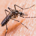 Вакцина от лихорадки денге на подходе