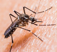 При лихорадке денге передачу инфекции от больного человека осуществляют комары (Aedes aegypti у человека и Aedes albopictus у обезьян).