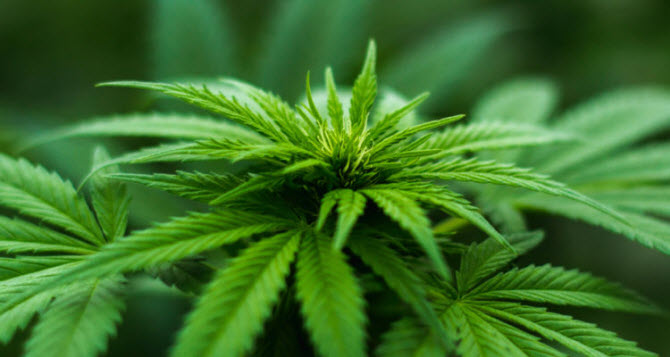 марихуана в Таиланде легализована для использования в медицинских и исследовательских целях