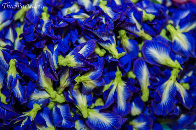 свежесорванные цветки Clitoria ternatea