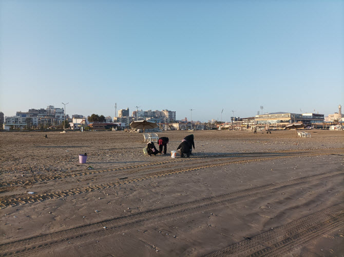 арабские женщины утром собирают выброшенные на пляж устрицы
