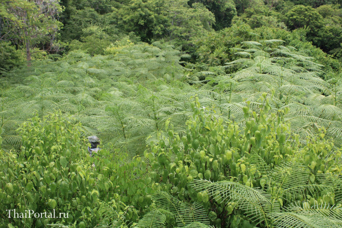 в сезон дождей в Таиланде растения щедро разрастаются листьями побегами, что визуально радует глаз обилием зелени