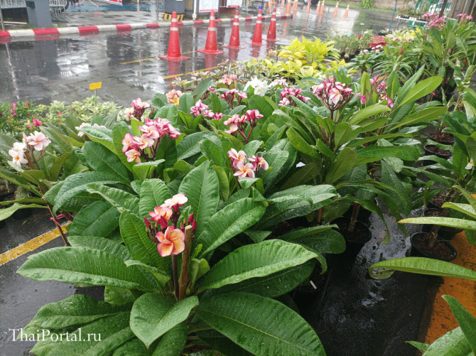 цветы в горшках под дождем на рынке Чатучак - выставлены на продажу