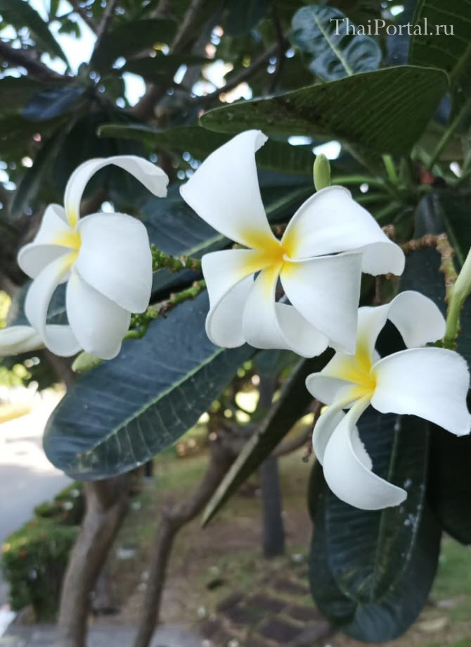 фото белых чудных цветов на цветущем тропическом дереве плюмерии во время сезона дождей в Таиланде