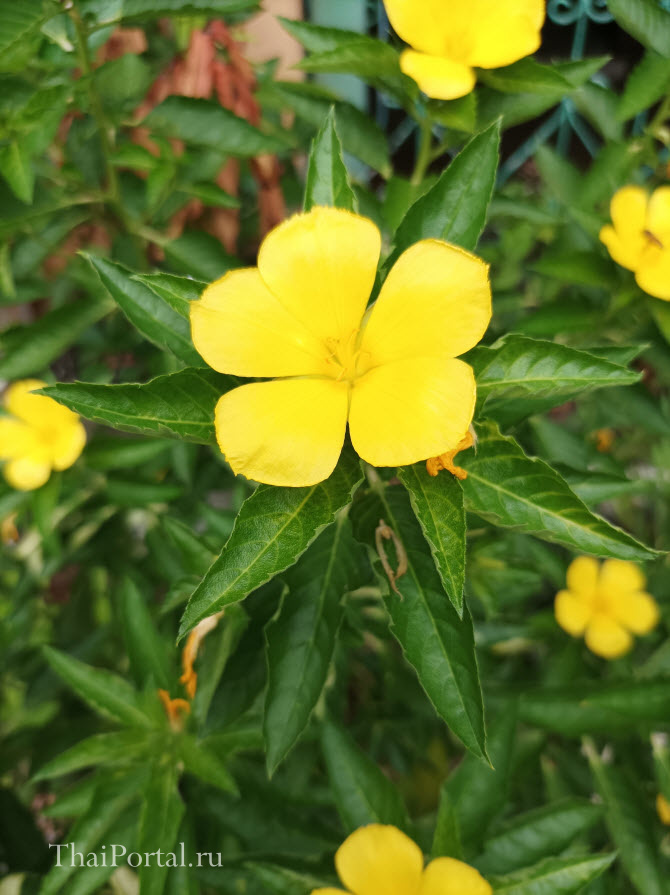 фото жёлтых цветочков из Таиланда