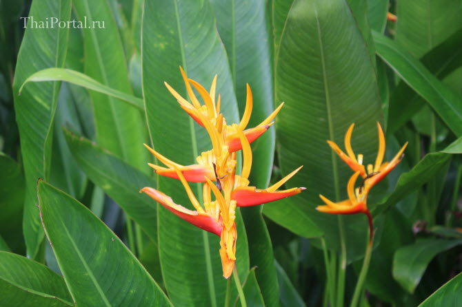 еще один необычный тропический цветок из Таиланда